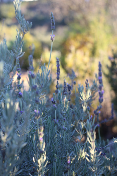 Lavender growing in Spain. ANDALUZ Skincare Relaxing Spray made with organic Spanish spike lavender essential oil