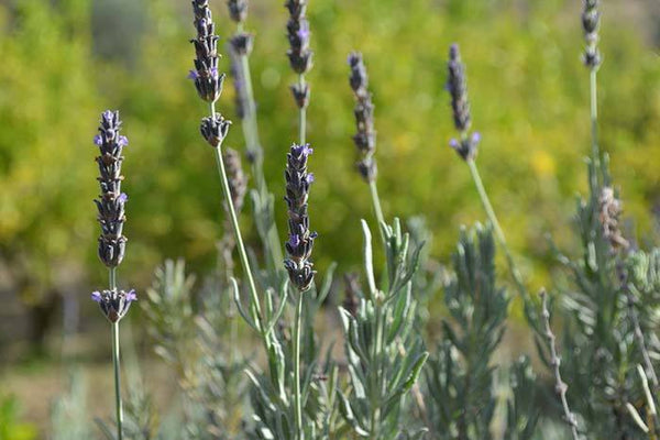  Lavender growing in Spain.  ANDALUZ Skincare Relaxing Oil made with hand-cultivated olive oil and wild spanish spike lavender