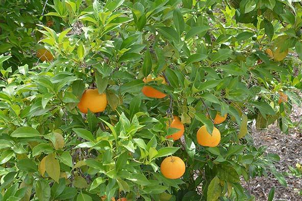 Oranges for ANDALUZ Skincare Energising Oil - a citrus moisturiser with olive oil and lemon, orange and lavender essential oils