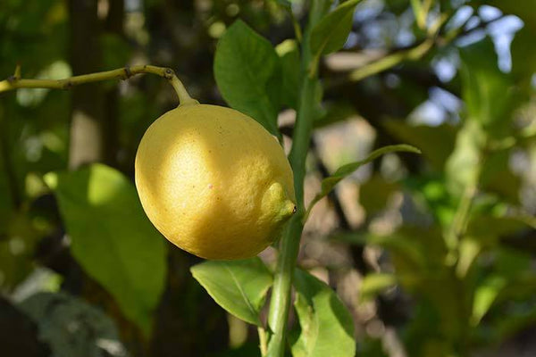 Lemon on a tree  for ANDALUZ Skincare Energising Oil - a citrus moisturiser with olive oil and lemon, orange and lavender essential oils