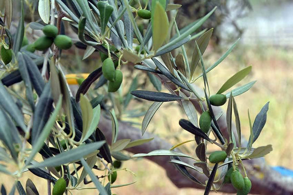 Green olives growing on a tree for ANDALUZ Skincare Energising Oil - a citrus moisturizer with olive oil and lemon, orange and lavender essential oils